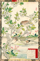 Kono Bairei Kacho Gafu 1st Edition, Pear Blossoms and Waxwing - Panteek Antique Prints