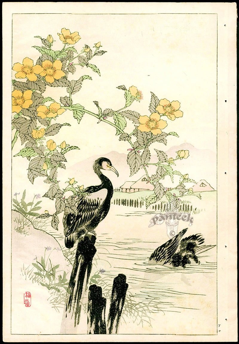 Kono Bairei Kacho Gafu Bird, Cormorant and Japanese Globe Flower