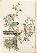 Kono Bairei Kacho Gafu Bird Eurasian Jays and Plum - Panteek Antique Prints