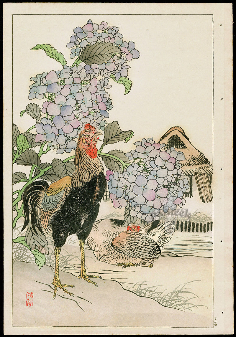 Kono Bairei Kacho Gafu Bird, Hydrangea, Shamo Rooster