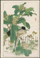 Kono Bairei Kacho Gafu, Bird Magpie Loquat Tree - Panteek Antique Prints
