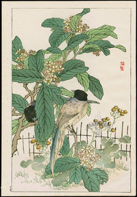 Kono Bairei Kacho Gafu, Bird Magpie Loquat Tree - Panteek Antique Prints