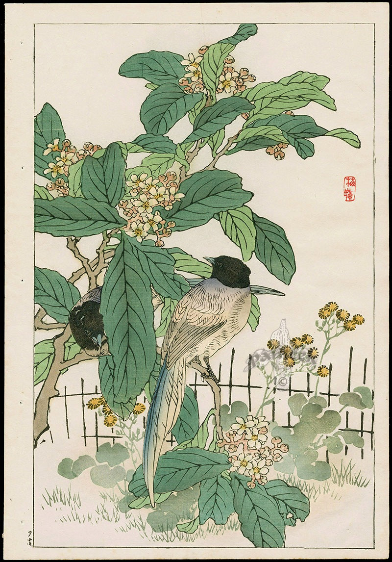 Kono Bairei Kacho Gafu, Bird Magpie Loquat Tree