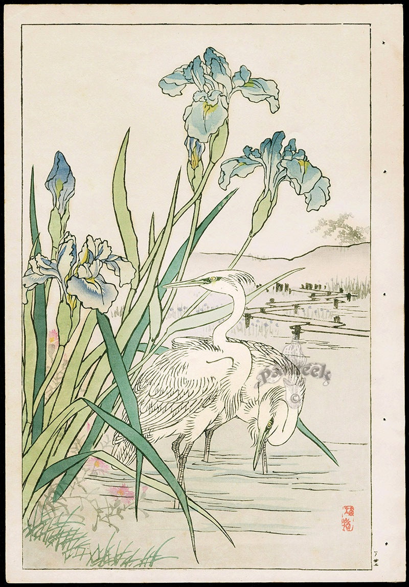 Kono Bairei Kacho Gafu, Bird White Egret, Blue Iris