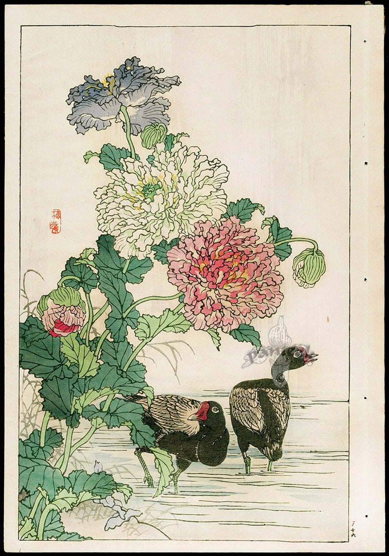 Kono Bairei Kacho Gafu, Blue Poppy, Common Coot