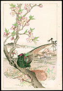 Kono Bairei Kacho Gafu, Pheasant Bird, Apple Blossoms - Panteek Antique Prints