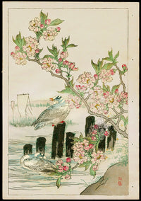 Kono Bairei Kacho Gafu, Water Bird, Cherry Blossoms - Panteek Antique Prints