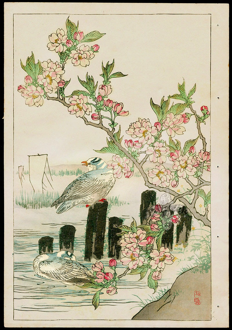 Kono Bairei Kacho Gafu, Water Bird, Cherry Blossoms