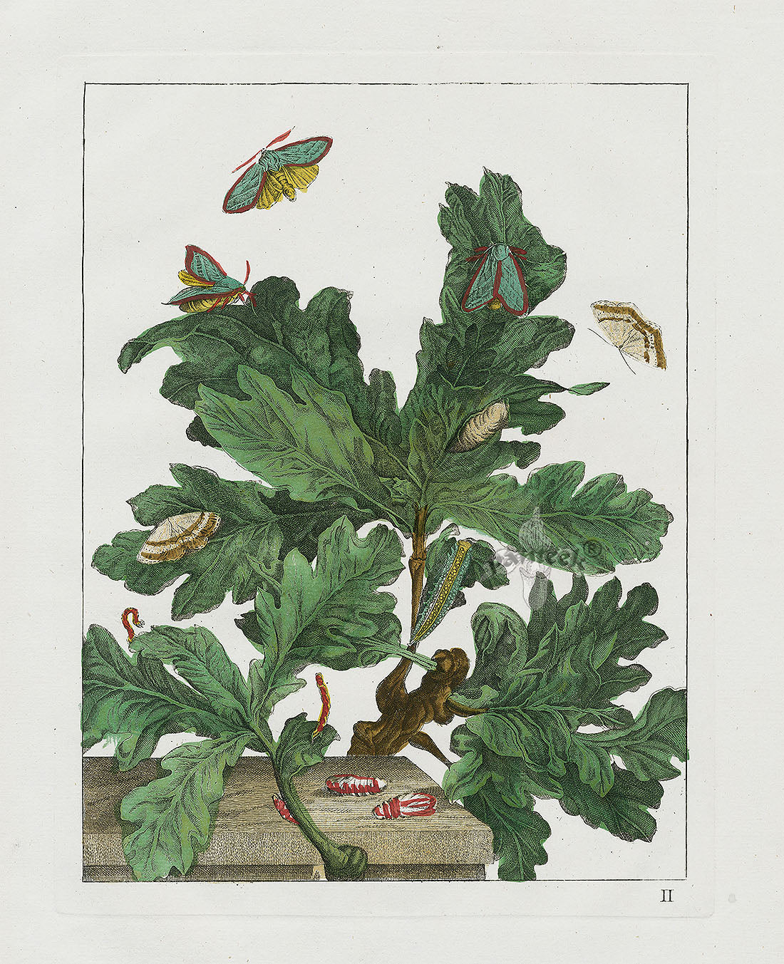 L'Admiral Original Hand Colored Copper Plate Engravings PLATE II, Blue Moth, Oak