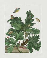 L'Admiral Original Hand Colored Copper Plate Engravings PLATE II, Blue Moth, Oak - Panteek Antique Prints