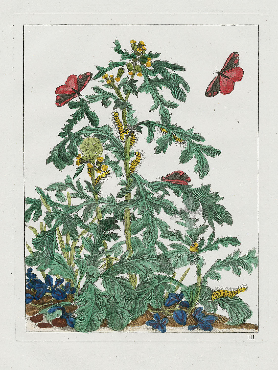 L'Admiral Original Hand Colored Copper Plate Engravings PLATE III, Red Underwing Moth