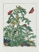 L'Admiral Original Hand Colored Copper Plate Engravings PLATE III, Red Underwing Moth - Panteek Antique Prints