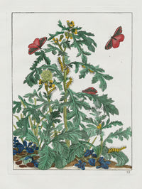 L'Admiral Original Hand Colored Copper Plate Engravings PLATE III, Red Underwing Moth - Panteek Antique Prints