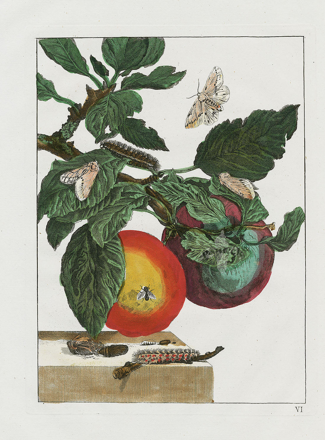 L'Admiral Original Hand Colored Copper Plate Engravings PLATE VI, Spotted Moth, Apple