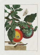L'Admiral Original Hand Colored Copper Plate Engravings PLATE VI, Spotted Moth, Apple - Panteek Antique Prints