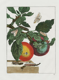 L'Admiral Original Hand Colored Copper Plate Engravings PLATE VI, Spotted Moth, Apple - Panteek Antique Prints
