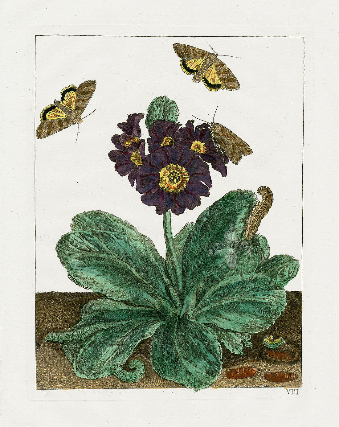 L'Admiral Original Hand Colored Copper Plate Engravings PLATE VIII, Moth, Primula