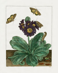 L'Admiral Original Hand Colored Copper Plate Engravings PLATE VIII, Moth, Primula - Panteek Antique Prints