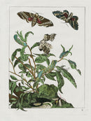 L'Admiral Original Hand Colored Copper Plate Engravings PLATE X, Hawkwing Moth - Panteek Antique Prints