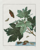 L'Admiral Original Hand Colored Copper Plate Engravings PLATE XI, Underwing Moth - Panteek Antique Prints