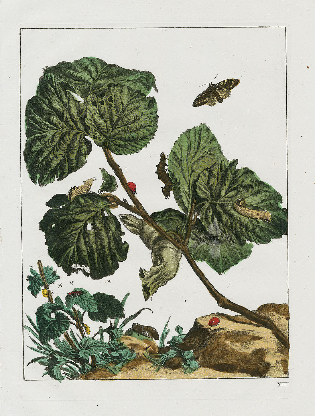 L'Admiral Original Hand Colored Copper Plate Engravings PLATE XIIII, Moth, Ladybug