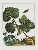 L'Admiral Original Hand Colored Copper Plate Engravings PLATE XIIII, Moth, Ladybug - Panteek Antique Prints