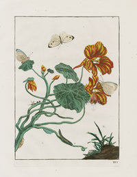 L'Admiral Original Hand Colored Copper Plate Engravings PLATE XVI, Nasturtium, Cabbage White Butterfly - Panteek Antique Prints