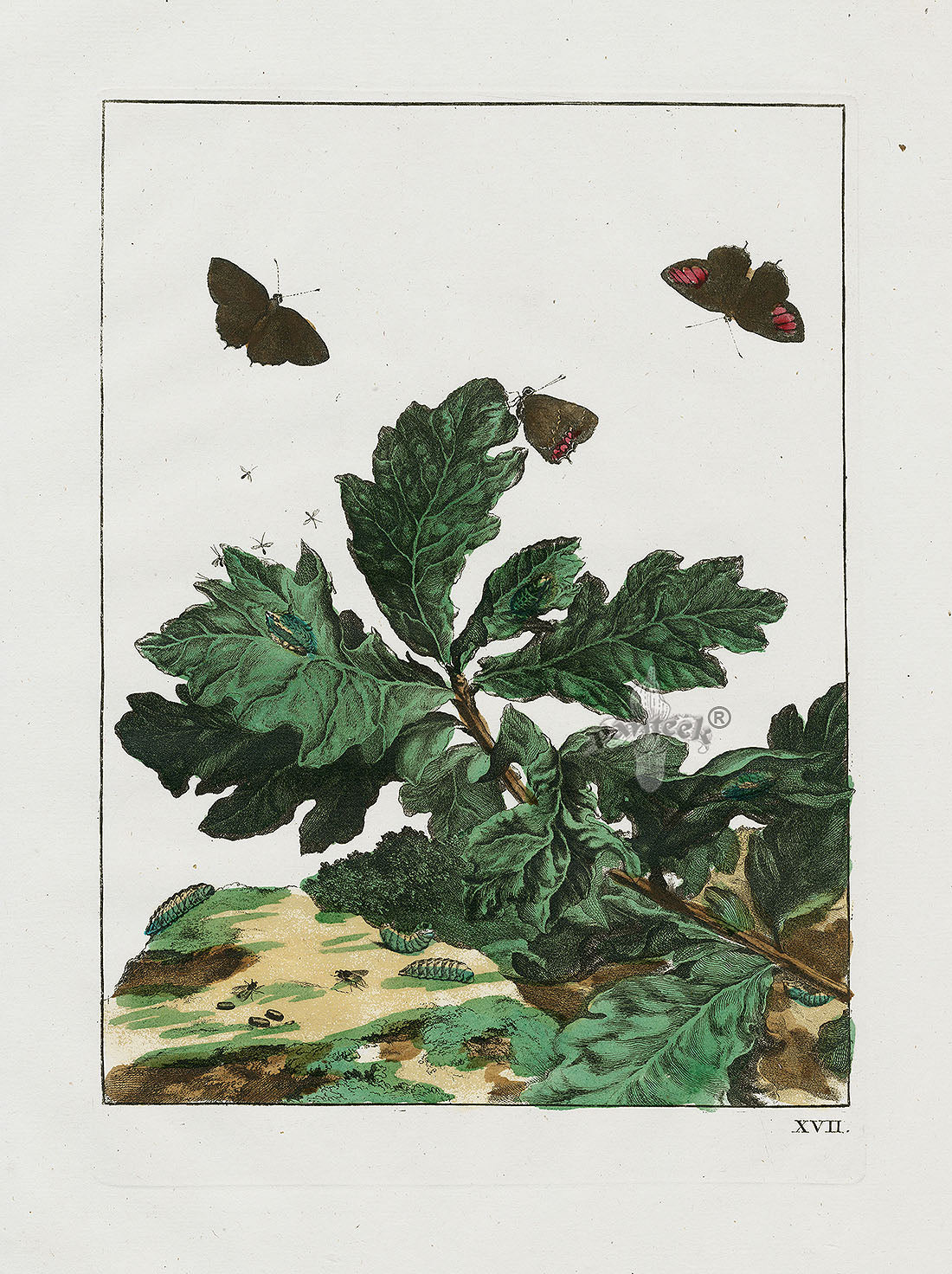 L'Admiral Original Hand Colored Copper Plate Engravings PLATE XVII, Moth, Oak