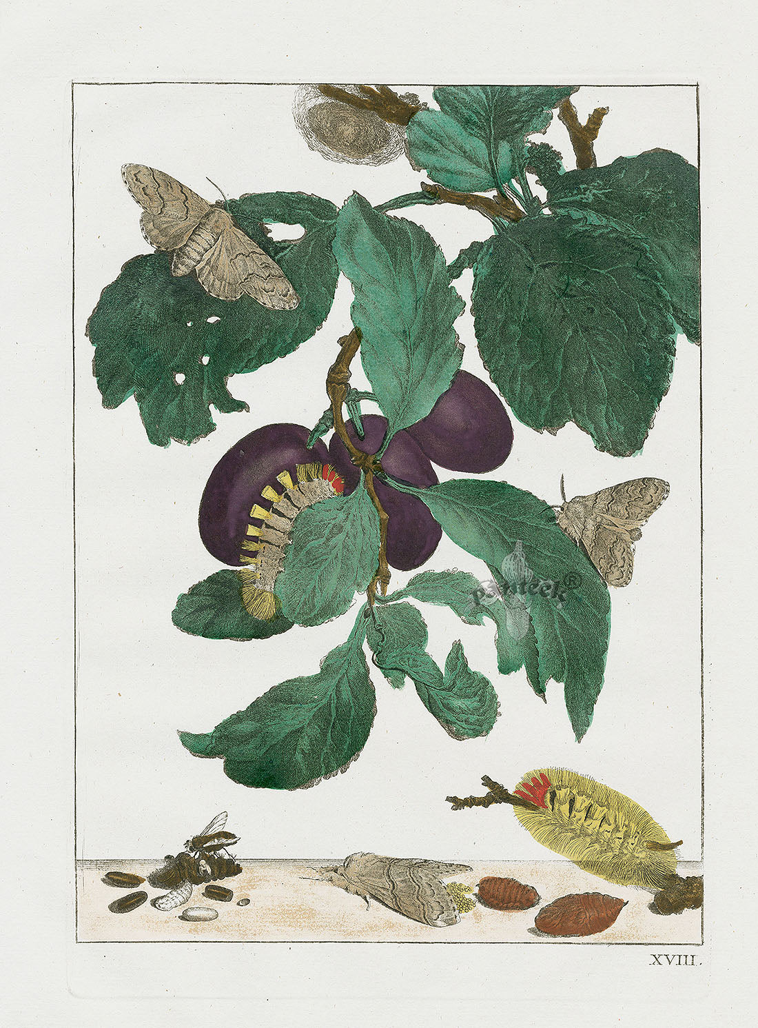 L'Admiral Original Hand Colored Copper Plate Engravings PLATE XVIII, Moth, Plums