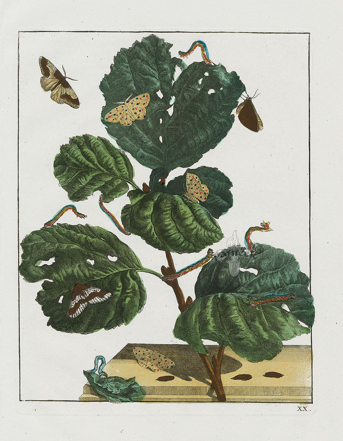 L'Admiral Original Hand Colored Copper Plate Engravings PLATE XX, Yellow Moth