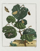 L'Admiral Original Hand Colored Copper Plate Engravings PLATE XX, Yellow Moth - Panteek Antique Prints