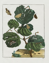 L'Admiral Original Hand Colored Copper Plate Engravings PLATE XX, Yellow Moth - Panteek Antique Prints