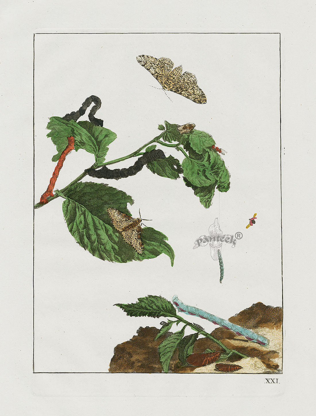 L'Admiral Original Hand Colored Copper Plate Engravings PLATE XXI, Grey Spot Moth