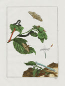 L'Admiral Original Hand Colored Copper Plate Engravings PLATE XXI, Grey Spot Moth - Panteek Antique Prints