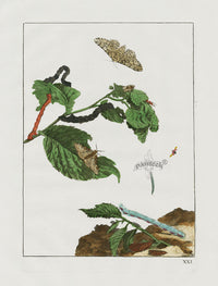 L'Admiral Original Hand Colored Copper Plate Engravings PLATE XXI, Grey Spot Moth - Panteek Antique Prints