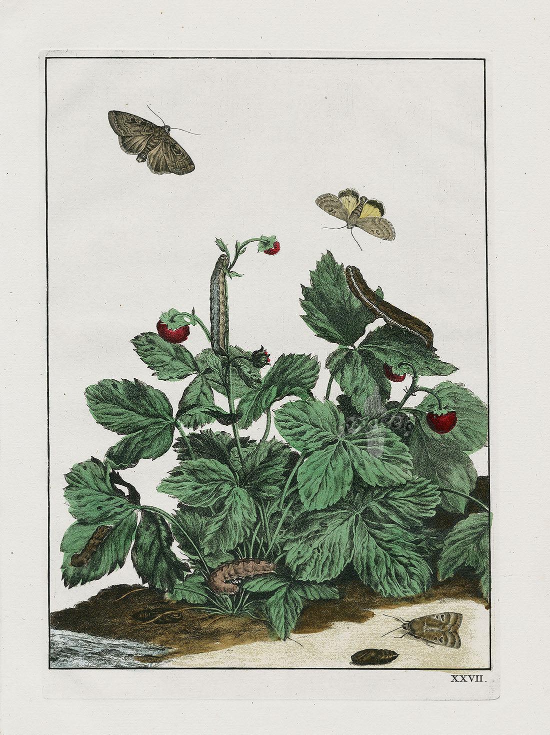 L'Admiral Original Hand Colored Copper Plate Engravings PLATE XXVIII, Moth, Strawberries