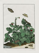 L'Admiral Original Hand Colored Copper Plate Engravings PLATE XXVIII, Moth, Strawberries - Panteek Antique Prints