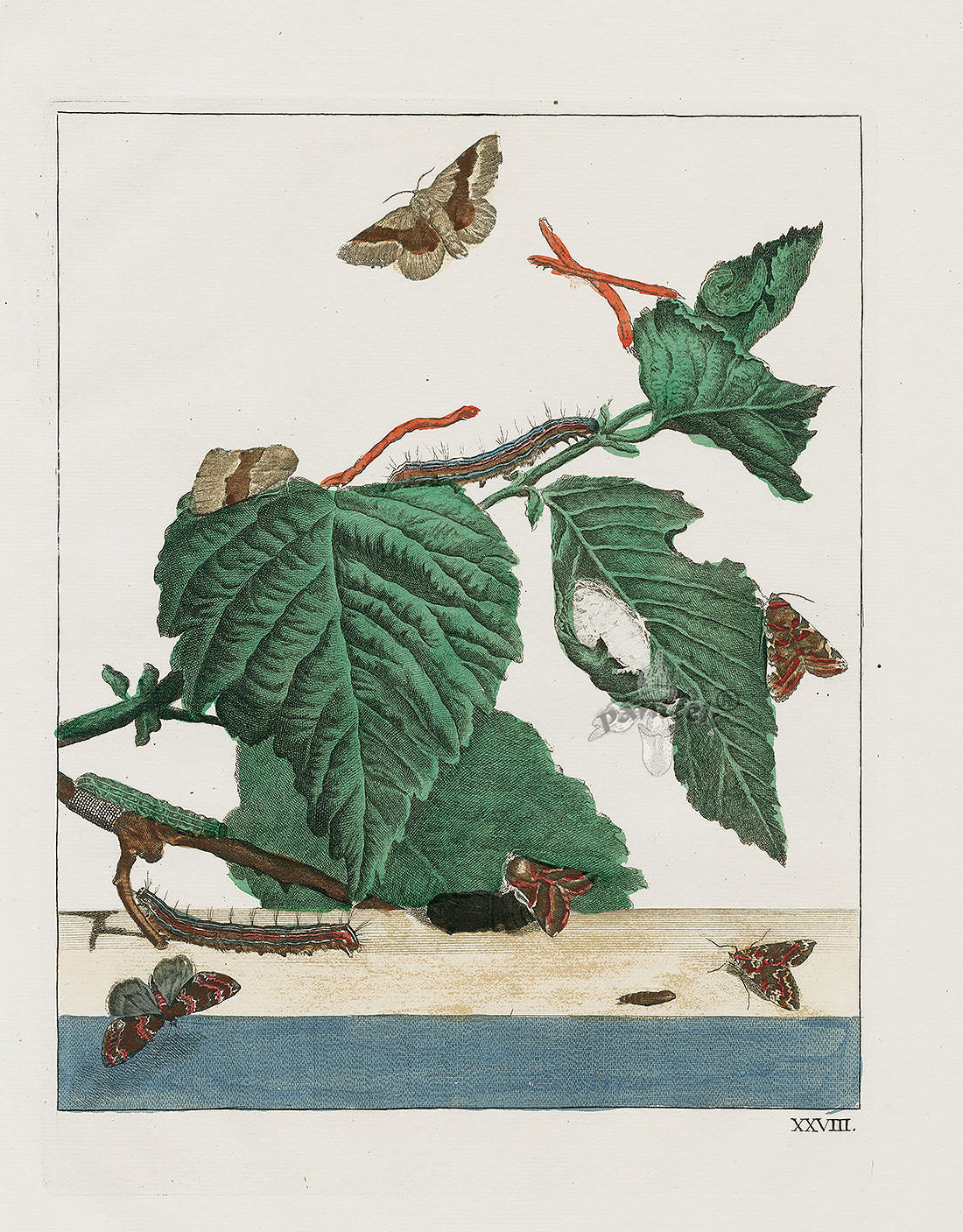 L'Admiral Original Hand Colored Copper Plate Engravings Plate XXVIII, Pattern Moths