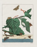 L'Admiral Original Hand Colored Copper Plate Engravings Plate XXVIII, Pattern Moths - Panteek Antique Prints