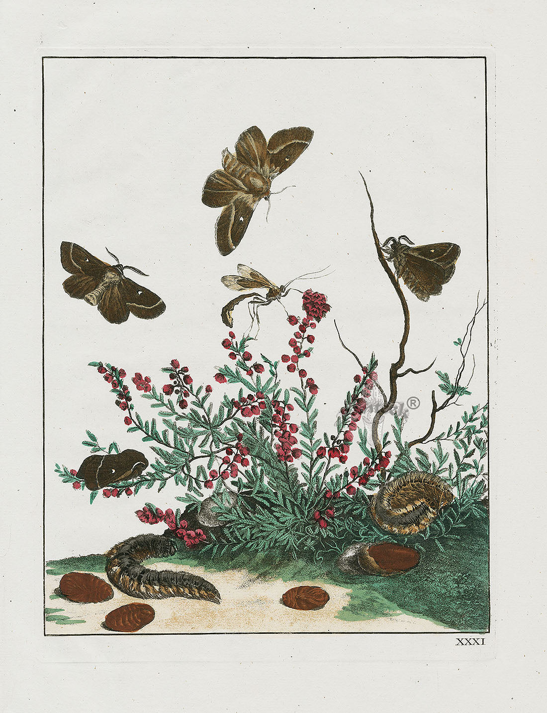 L'Admiral Original Hand Colored Copper Plate Engravings PLATE XXXI, Moth, Red Flowers