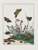 L'Admiral Original Hand Colored Copper Plate Engravings PLATE XXXI, Moth, Red Flowers - Panteek Antique Prints
