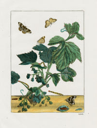 L'Admiral Original Hand Colored Copper Plate Engravings PLATE XXXII, Moth Life Cycle - Panteek Antique Prints