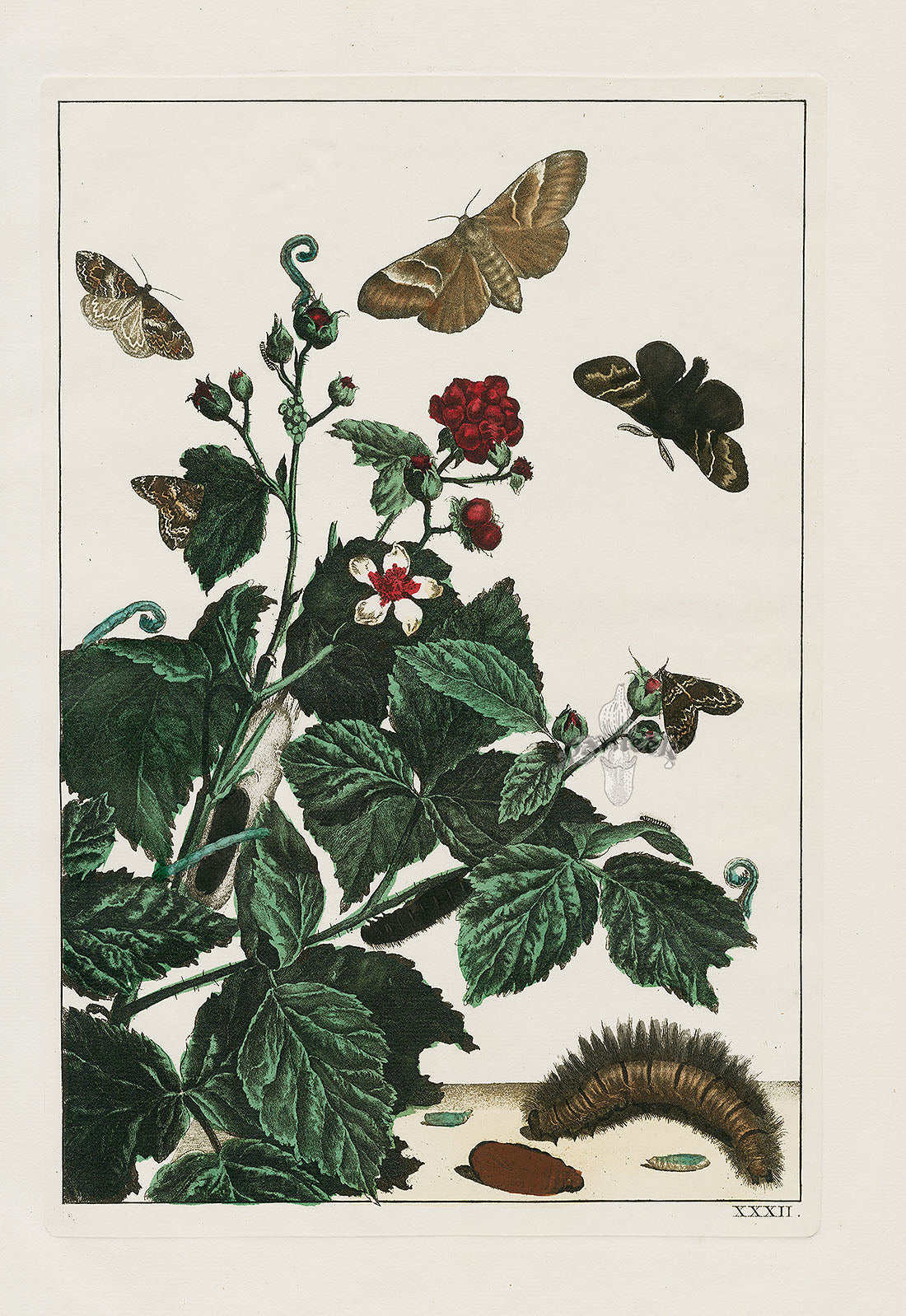 L'Admiral Original Hand Colored Copper Plate Engravings PLATE XXXII, Moth, Red Rose