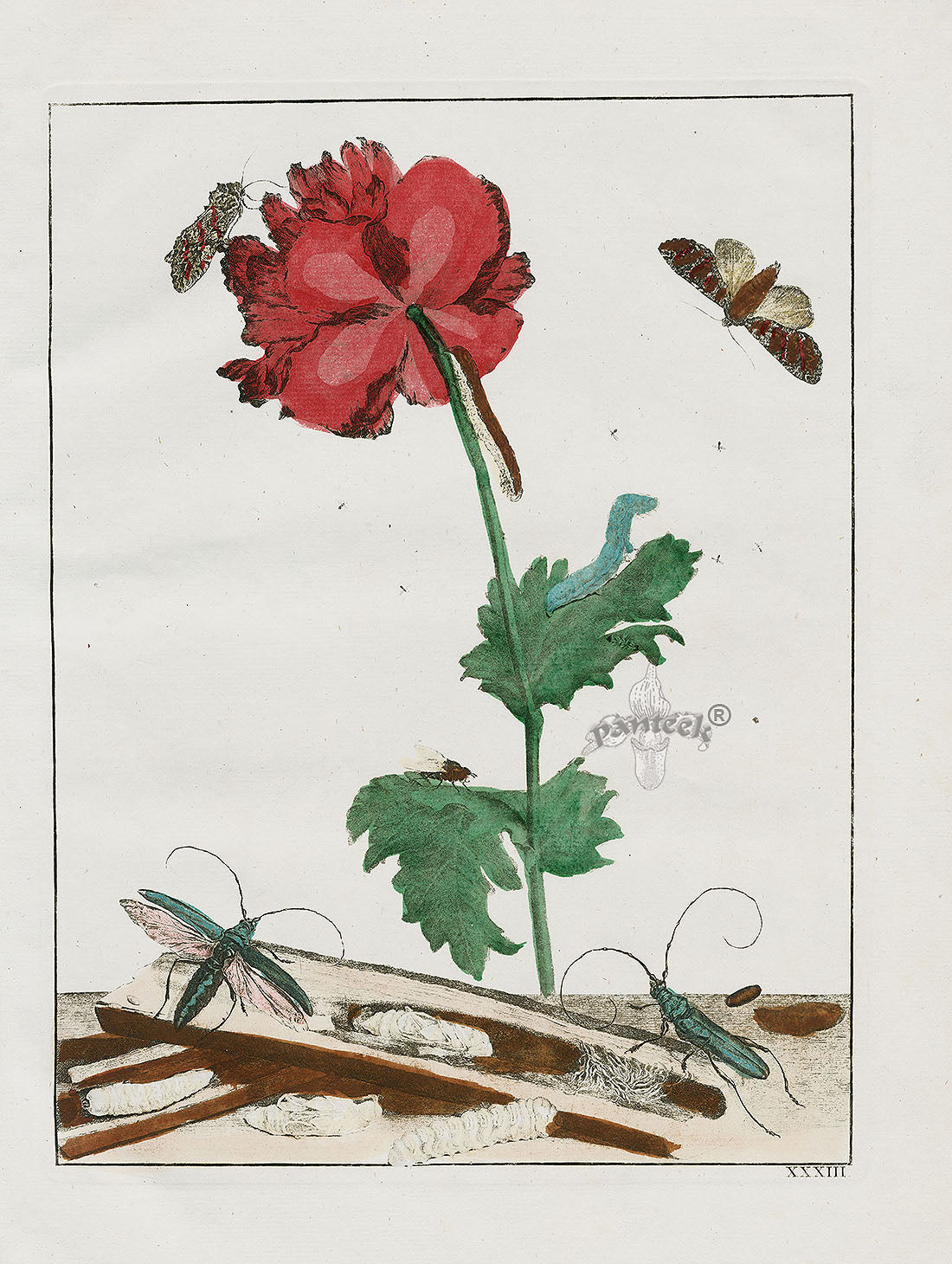 L'Admiral Original Hand Colored Copper Plate Engravings PLATE XXXIII, Moth, Red Poppy