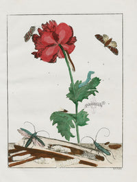 L'Admiral Original Hand Colored Copper Plate Engravings PLATE XXXIII, Moth, Red Poppy - Panteek Antique Prints