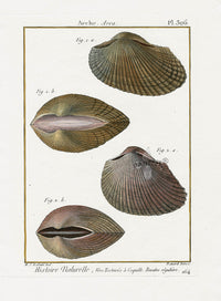 Lamarck Antique Arca or Ark Shells 1782 - Panteek Antique Prints