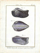 Lamarck Antique Ark Shells 1782 - Panteek Antique Prints