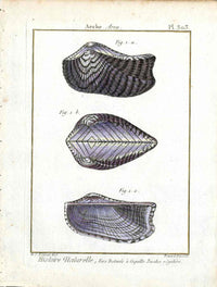 Lamarck Antique Ark Shells 1782 - Panteek Antique Prints