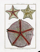 Lamarck Antique Bat Star 1782 - Panteek Antique Prints