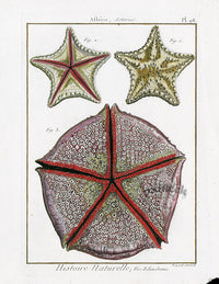 Lamarck Antique Bat Star 1782 - Panteek Antique Prints